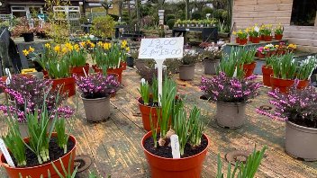 A view of spring plants for sale at the RAGC