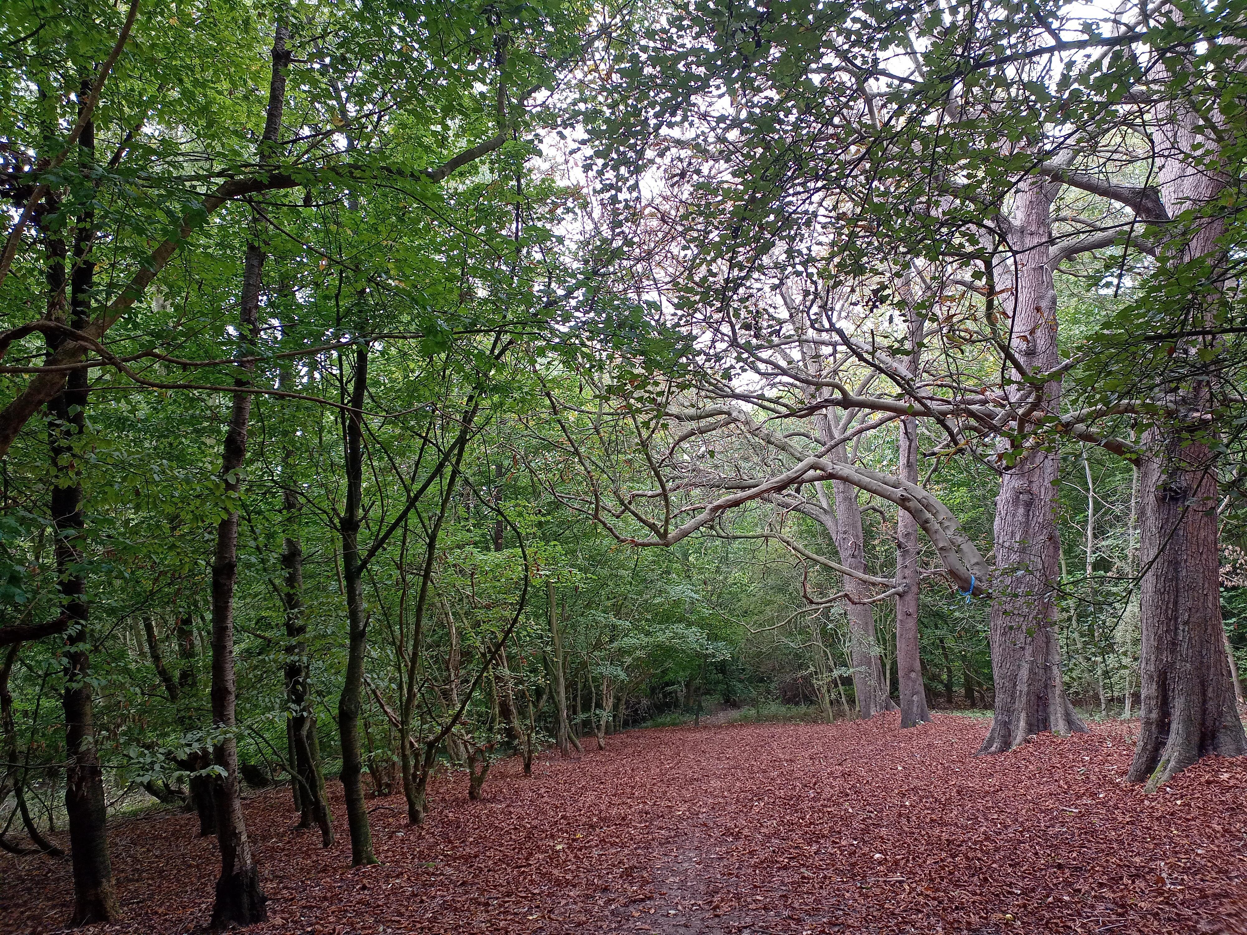 Image for Nature Walk in the Woods