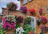 Best Hanging Basket 2022