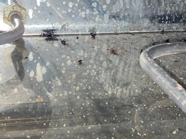 Dead cockroaches in the kitchens of Kho Kho restaurant and bar in Ruislip