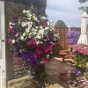 Best Hanging Basket 2023