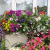 Best Window Box Display 2023