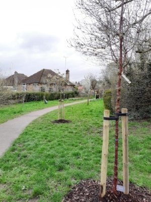 Image of a tree after planting