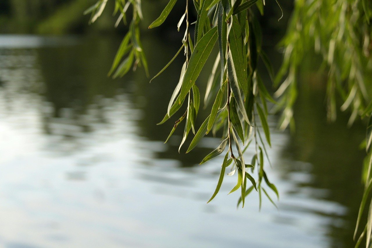 Image for Willow Weaving