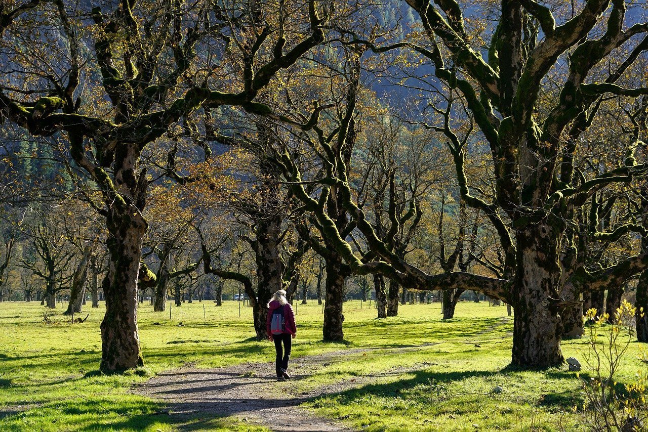 Image for Forest skills walk at Cranford Park