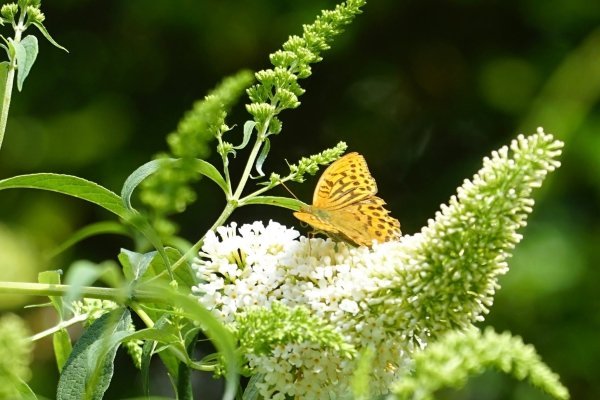 Image for Butterfly Walk: Cranford Park