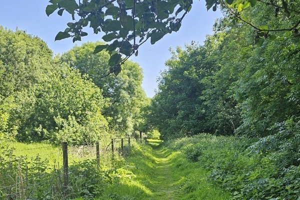 Image for Fungi Walk