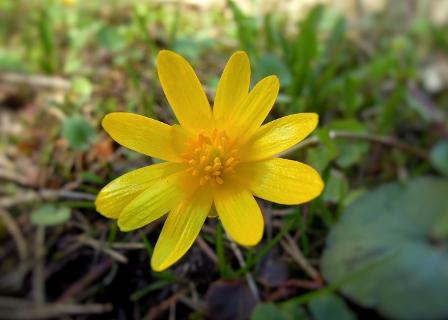 Lesser Celandine flower