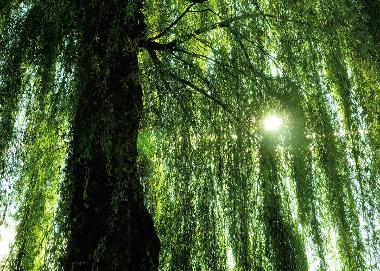 Willow tree 