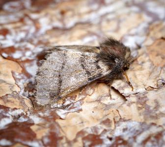 Oak processionary moths