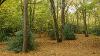 Copse Wood