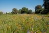 A wild flower meadow in Hayes End Community Park