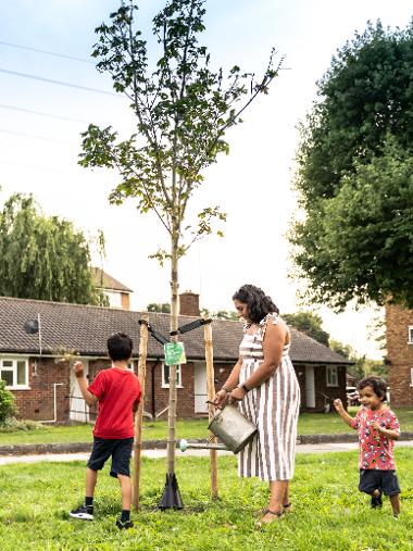 Watering a sponsored tree