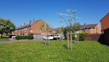Saplings planted in Long Lane
