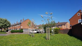 Standard trees planted on green space