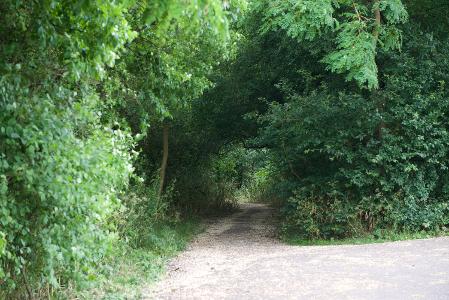 Willow Tree Open Space