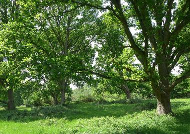 Ruislip Woods woodland