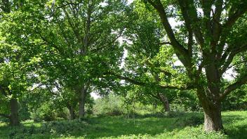 Ruislip Woods woodland